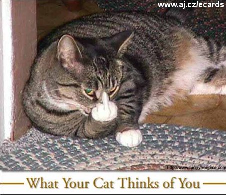 What Your Cat Thinks of You
